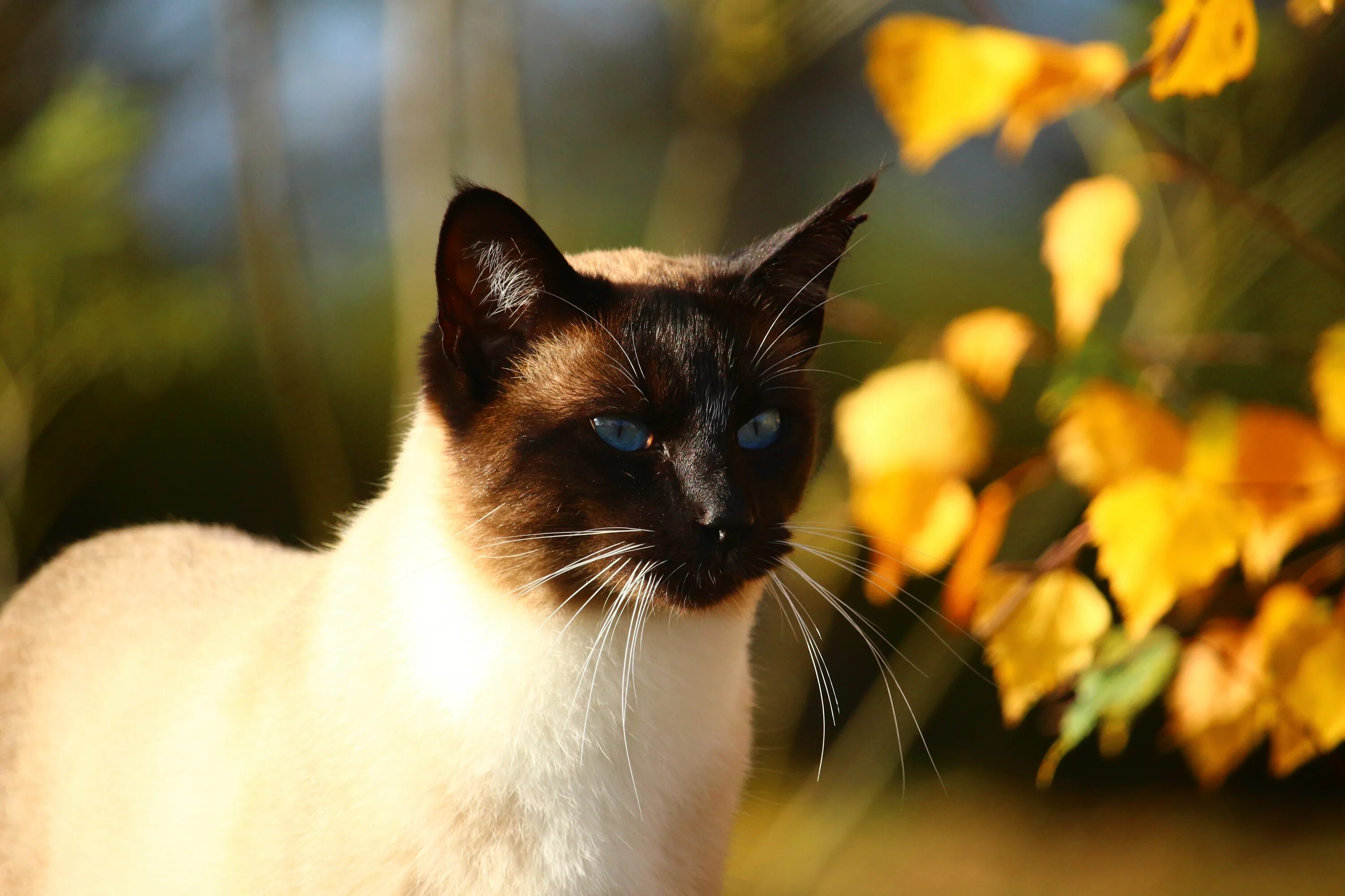 Near cat. Сиамская кошка. Кот сиамской породы. Сиамская и тайская кошка. Сиамская кошка рыжая.