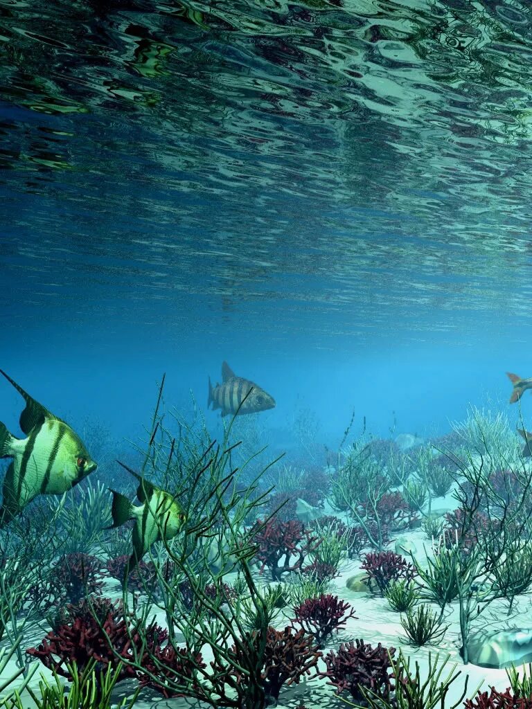 В воде рыбы водоросли. Подводные пейзажи. Морское дно. Дно моря. Морские подводные пейзажи.