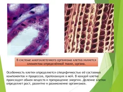 Ткани многоклеточных организмов