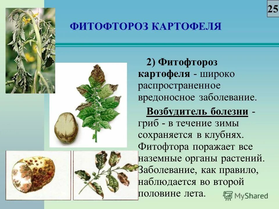 Фитофтороз клубней картофеля. Гриб фитофтора поражает томаты. Возбудитель фитофтороза. Возбудитель фитофтороза картофеля. Фитофтора на картофеле.