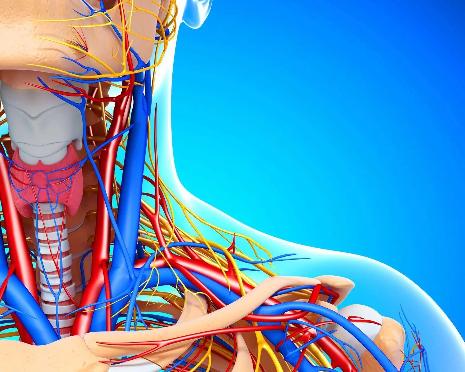 Сосуды оздоровление. Брахиоцефальные вены анатомия. Анатомия бца. Анатомия кровеносных сосудов шеи.