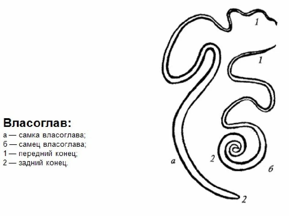 Власоглав это. Власоглав самец. Власоглав круглые черви. Власоглав строение с подписями. Власоглав человеческий строение.