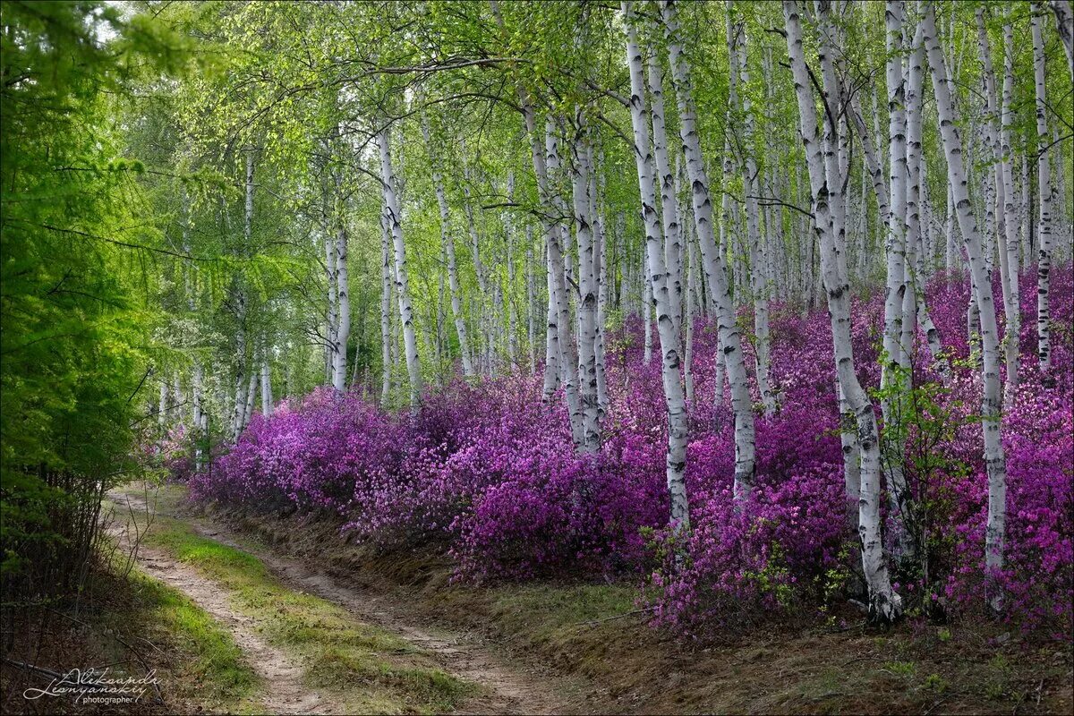 Лес в забайкальском крае. Багульник Леснянский. Природа Забайкалья багульник. Природа Забайкальского края багульник. Рододендрон Даурский.