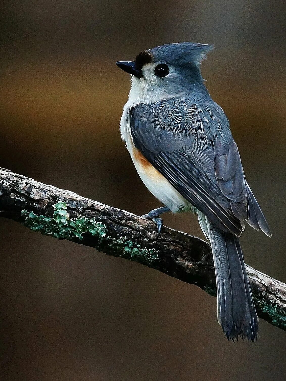 Название небольших птиц. Птицы с красивым оперением. Серая мухоловка. Длинноклювый крапивник. Белохвостая зарянка.
