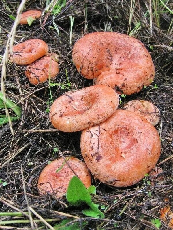 Lactarius fennoscandicus. Белянка гриб рыжик. Рыжик боровой. Рыжик гриб синеет. Рыжики стали синими.