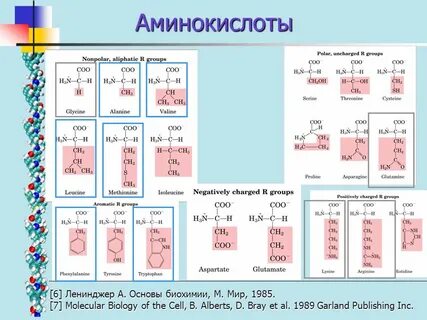 6 аминокислот