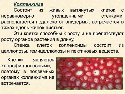 Клетки ткани расположены рыхло