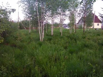 Красный адуй