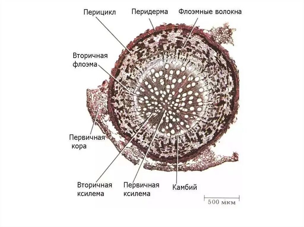 Строение корня на поперечном срезе. Структура поперечного среза корня. Анатомия растений строение корня срез. Строение корня в разрезе поперечном.