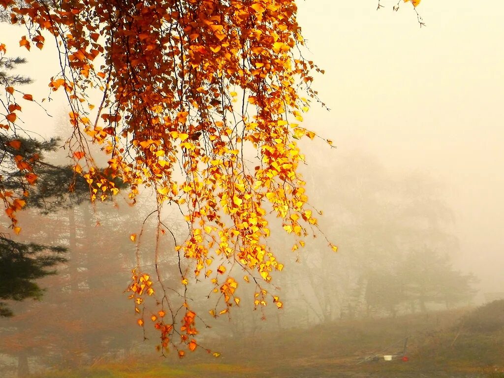 Былым осенью. Наступила осень пожелтел наш сад. Листья на берёзе золотом горят. Наступила осень пожелтел наш сад листья на берёзе. Листья на берёзе золотом горят стихотворение.