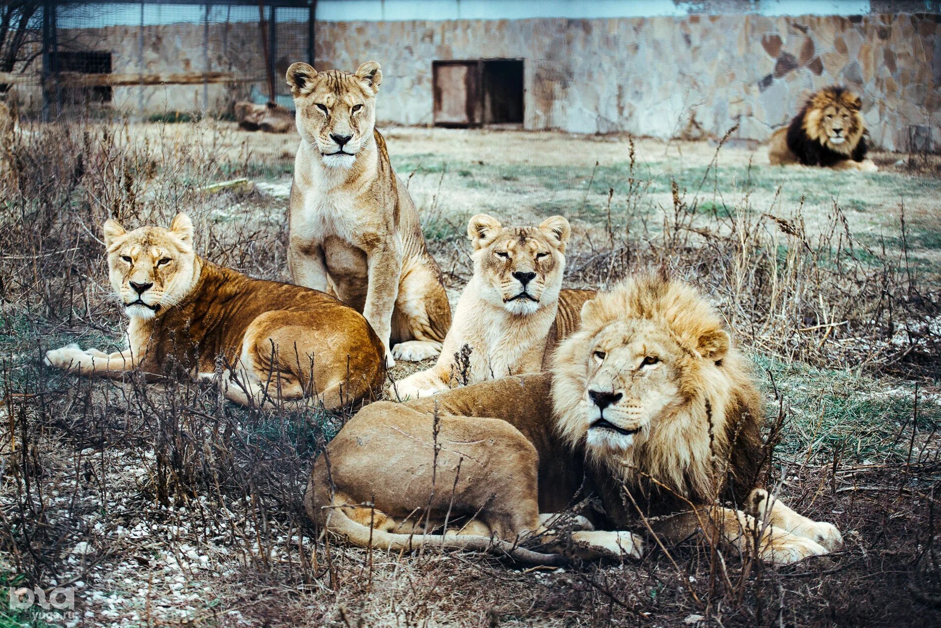 Парк тайган зоопарк. Лев судак. Белый лев ул. Зоопарк тайган в крыму. Белый лев ул.