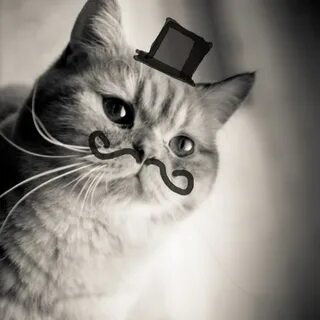 Мистер коте