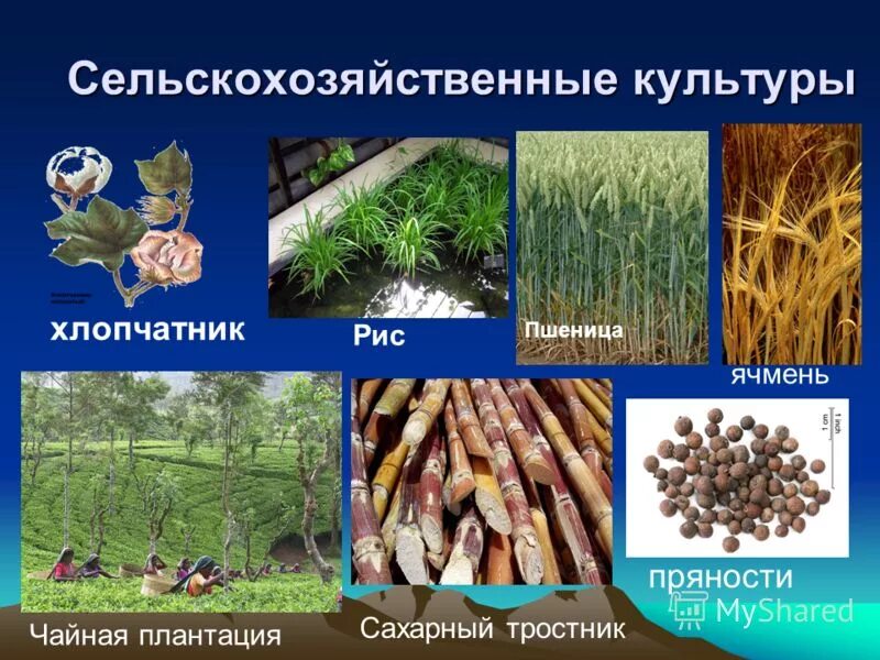 дикорастущие растения древней индии. растения древней индии. растения родного края культурные. дикорастущие растения древней индии. дурман обыкновенный двудольное растение.