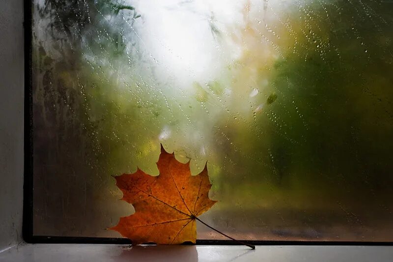 Дождливый дневник. Осень дождь. Осеннее окно дождь. Листья на окна. Осенний лист на стекле.
