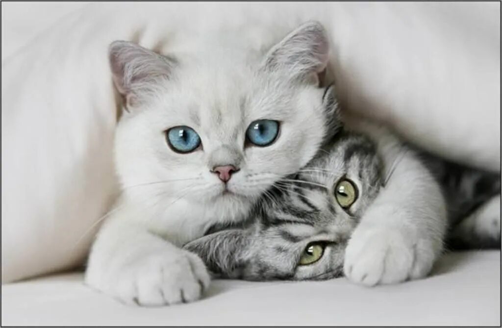 Красивые котики. Красивые котята. Милые кошки. Милый котик.