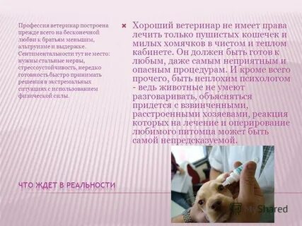 Минусы профессии ветеринар