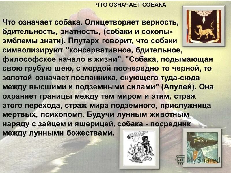 значение фразеологизмов про собак. доклад о домашних животных собака. предложение про собаку. что означает щенка. происхождение слова собака.