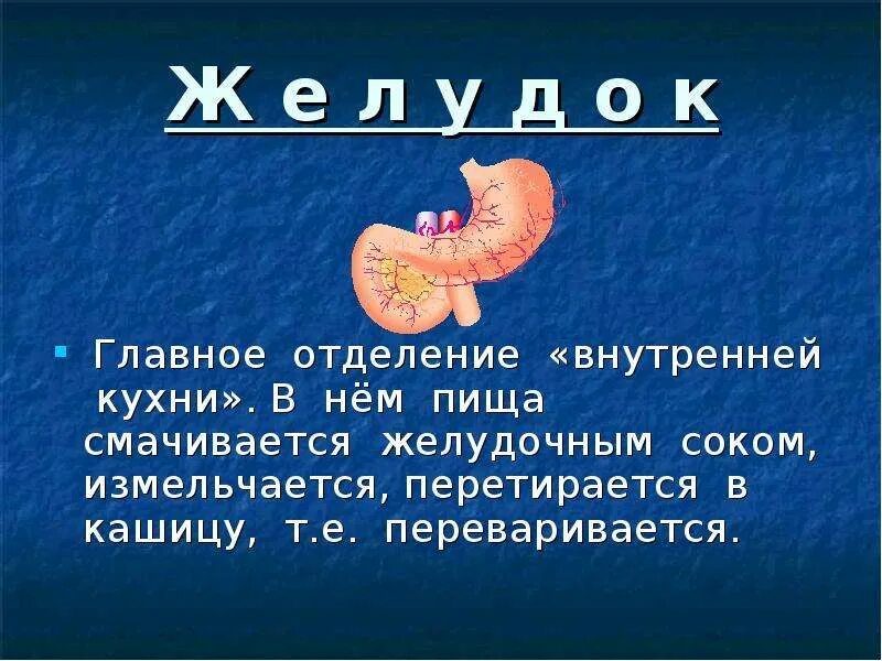 Сколько переваривается суп. Главное отделение внутренней кухни. Главное отделение внутренней кухни человека 2 класс. Где переваривается пища. Сколько времени переваривается.