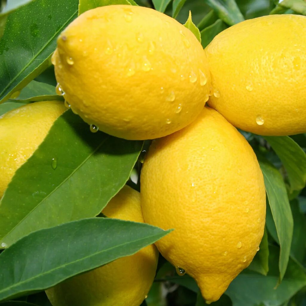 Лимон вербена. Лимон Узбекистан. Оранжевый лимон. Узбекский лимон оранжевый. Узбекский (Ташкентский) оранжевый лимон.