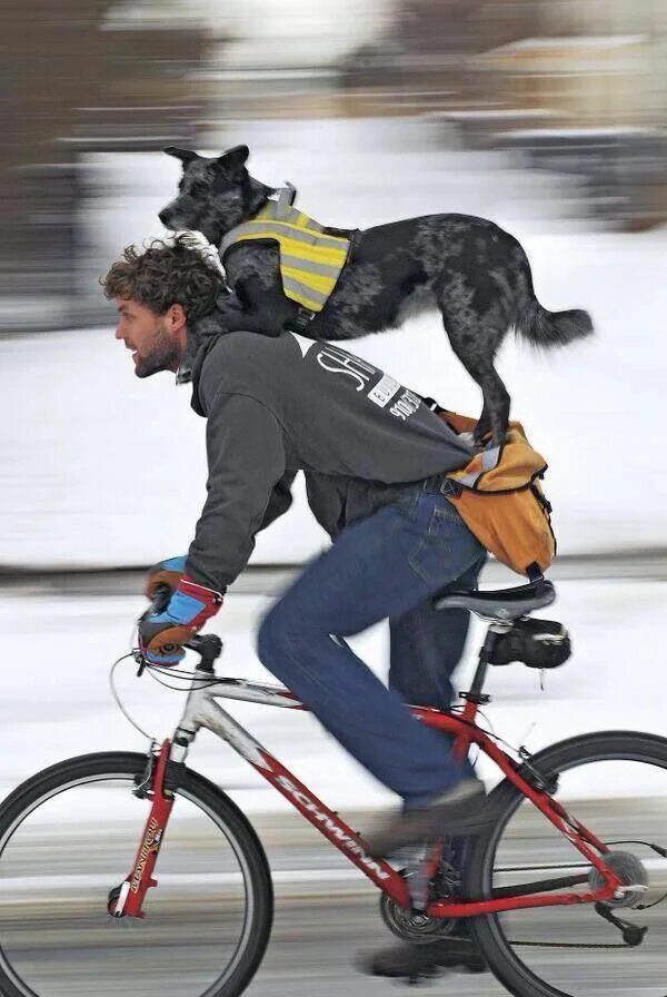 Cycling animals. Собака на велосипеде. Человек на велосипеде. Собачий велосипед. Прогулка с собакой на велосипеде.