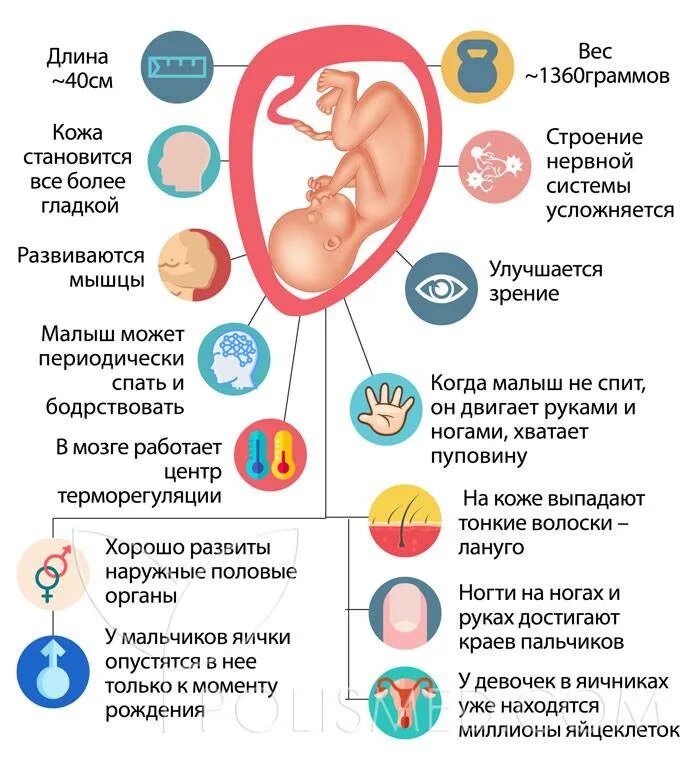 Плод на 32 неделе беременности. Ребёнок в 30 недель беременности. Беременность начало 30 недели. Ребёнок 30 неделя беременности в утробе. Беременность начало 30 недели.