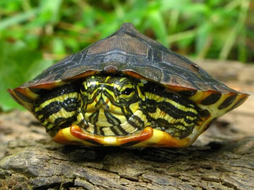 Turtle отзывы. Красноухая черепаха. Красноухая Пресноводная черепаха. Красноухие Черепашки. Черепаха водная красноухая.