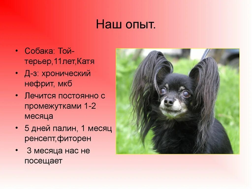 Через 2 года кате. Презентация про русского той терьера. Презентация про собаку той терьер. Сообщение о собаке той терьер. Доклад о той терьере.