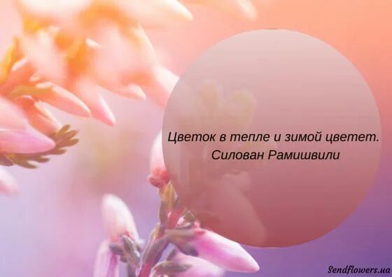 Афоризмы про цветы. Афоризмы про цветы. Афоризмы про цветы. Афоризмы о цветах. Афоризмы о цветах.