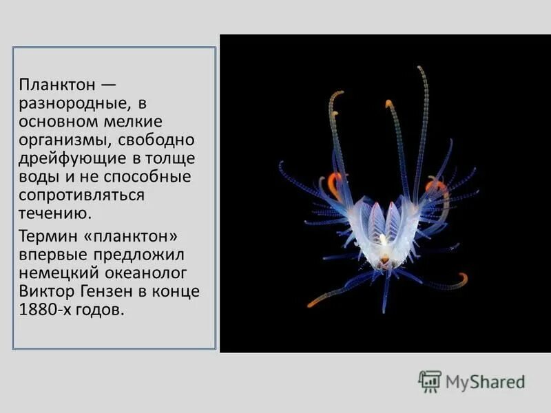 Какое количество планктона в кг. Планктон. Планктон бактерия. Сообщение о планктоне.