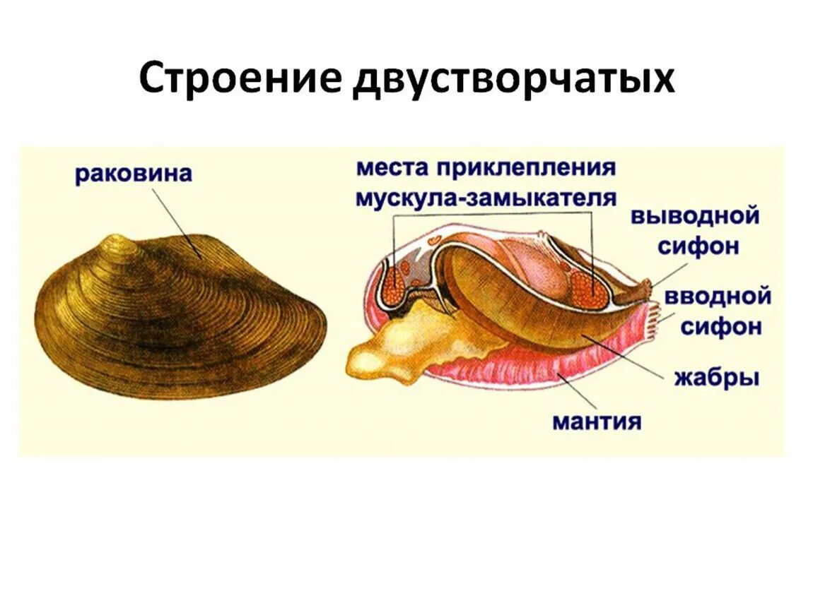 Фильтрация моллюсков. Двустворчатые моллюски беззубка. Двустворчатые моллюски внешнее и внутреннее строение. Двустворчатые моллюски перловица. Двустворчатые моллюски строение раковины.