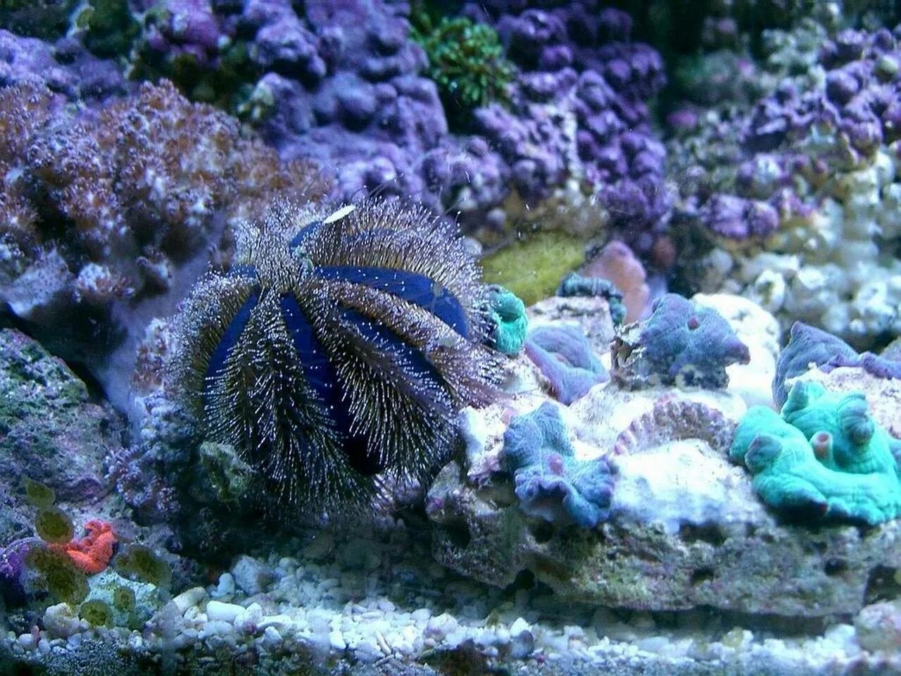 Coral blue. Синий коралл Акори. Синие кораллы в океане. Морская рыбка сине коралловая. Бывает голубой коралл.