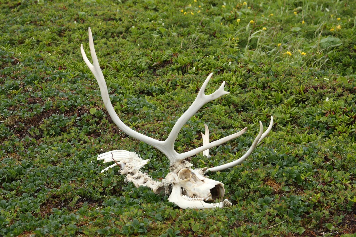 Сибирская кабарга ареал обитания. Северный олень описание. Распространение северных оленей. Распространение северных оленей. Ареал северного оленя.