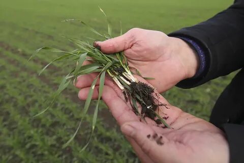 Погода староаннинская волгоградская обл