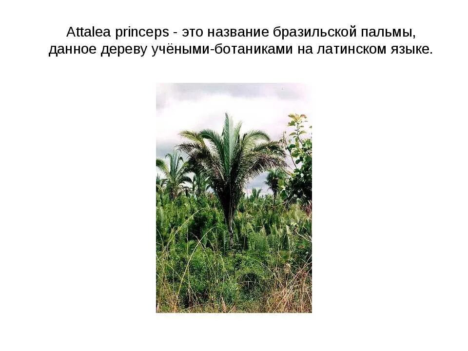 Гаршин princeps. Гаршин атталея. аталия принцепс. пальма attalea princeps. гаршин пальма.