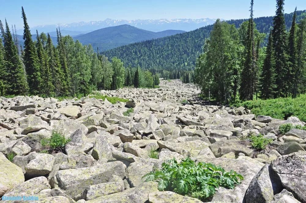 Курумы на урале. Уральские горы курумы. Курумы урала каменные реки. Таганай национальный парк каменная река. Курумник что это.