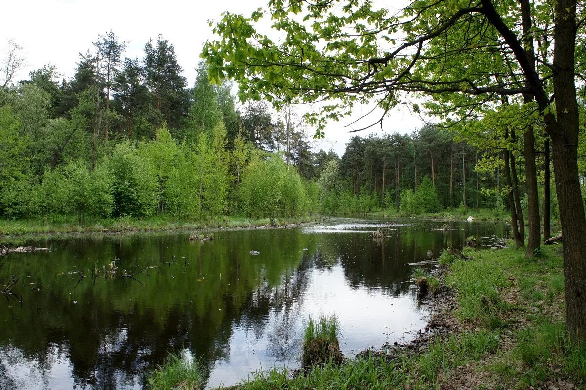 ржевский парк спб