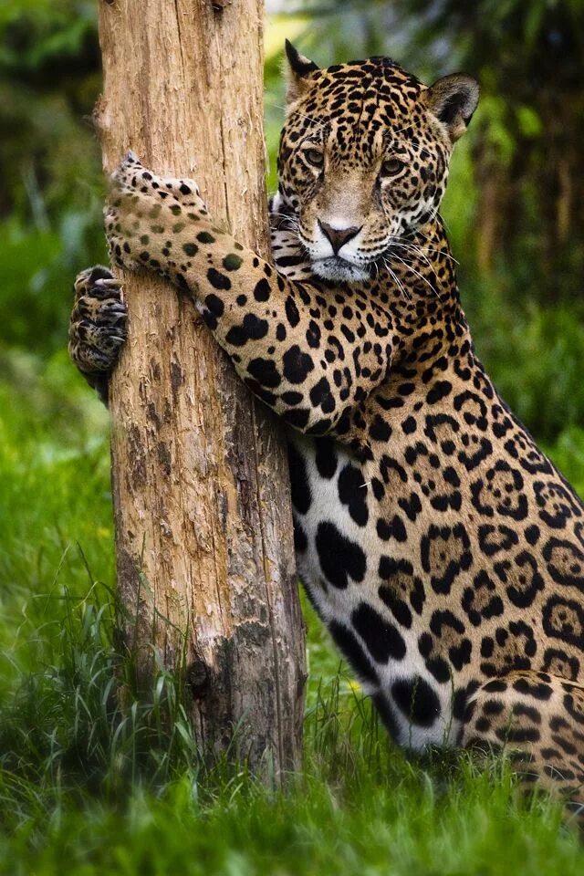 Jaguar Kat Dier - Gratis foto op Pixabay Dieren, Katachtigen, Jaguar
