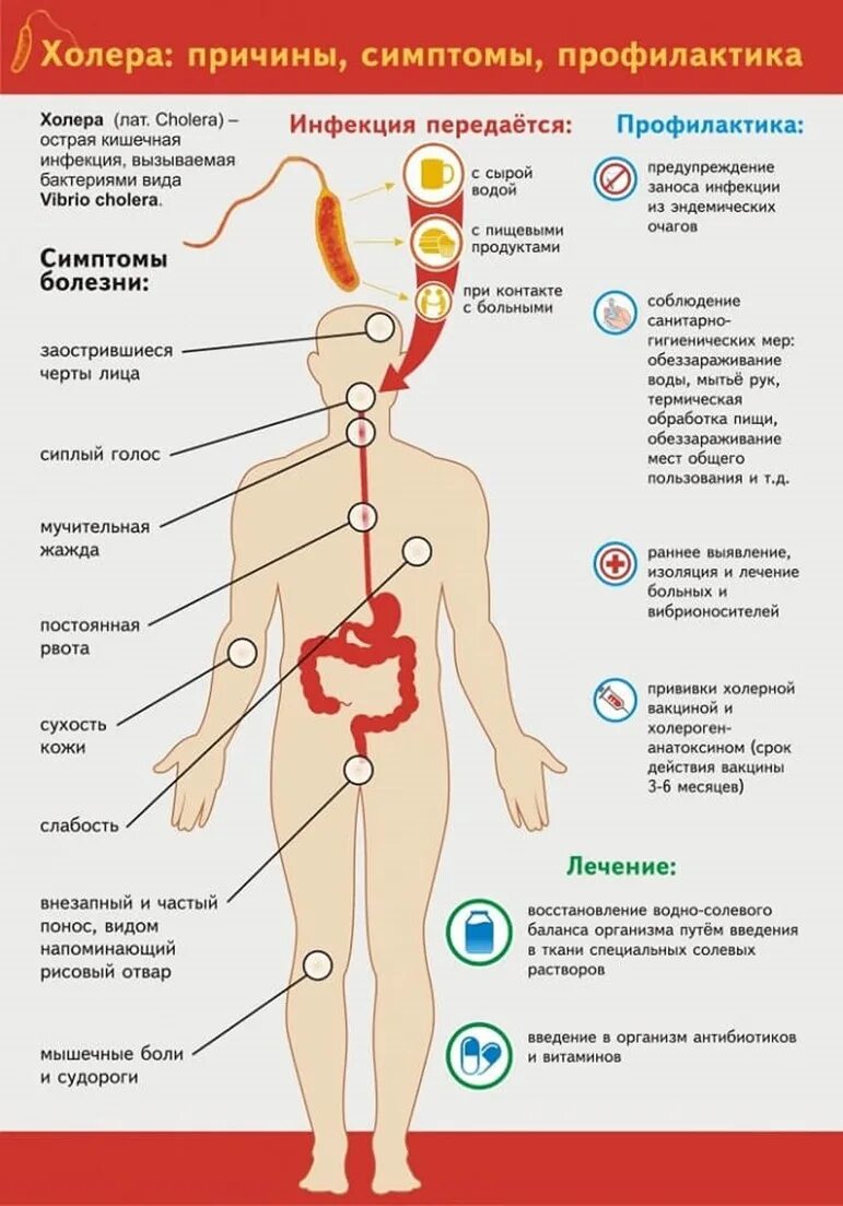 Лечение холеры у человека. Холера симптомы памятка. Основные клинические симптомы при холере.. Болезнь холера причины заболевания. Симптомы характерные для холеры.