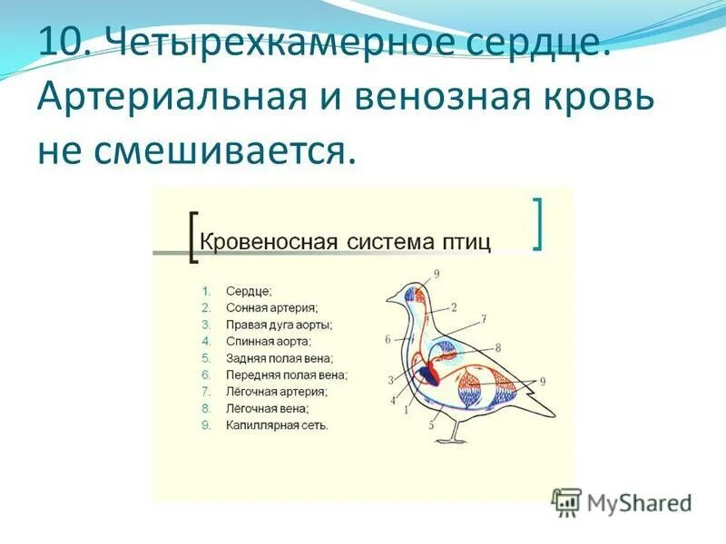 Сердце птицы биология 7 класс. Характеристика кровеносной системы птиц. Четырехкамерное сердце у птиц. Четырехкамерное сердце у птиц эра. Кровеносная система птиц и млекопитающих схема.