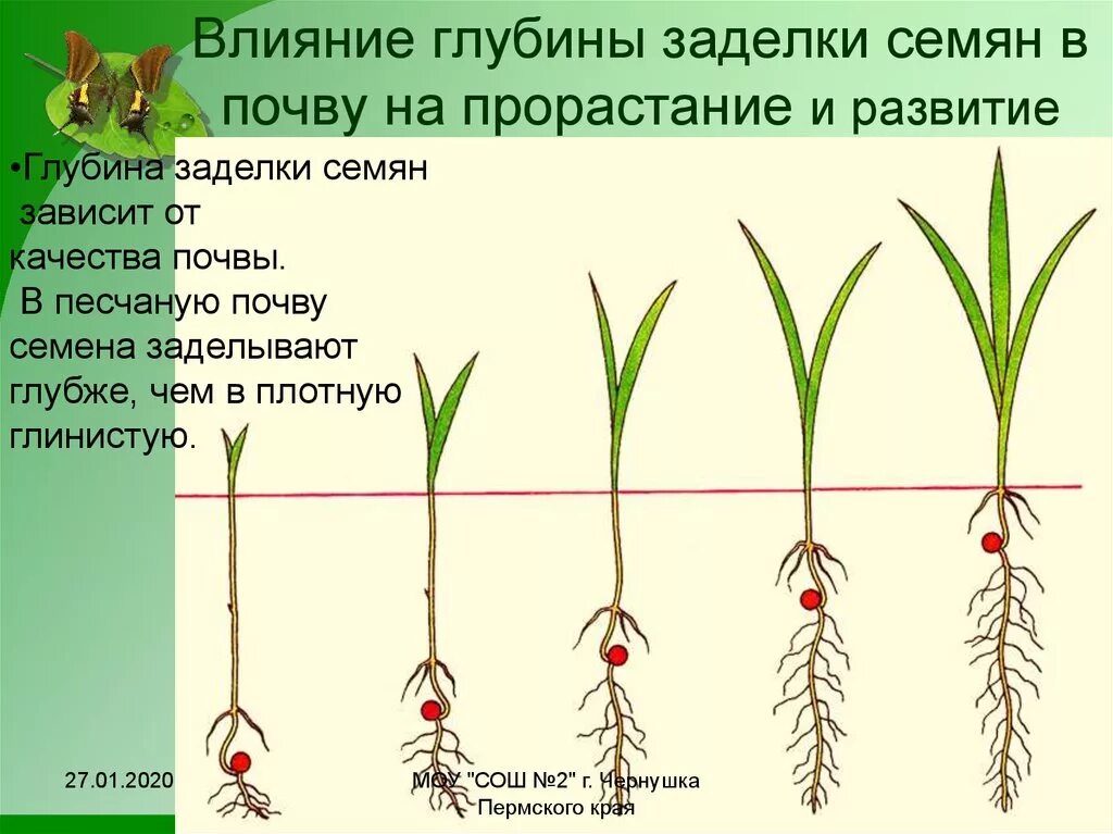 Влияние какого условия развития проростков. Проросток пшеницы схема. Глубина посева для прорастания семян. Глубина заделки семян. Глубина заделки семян зависит от.