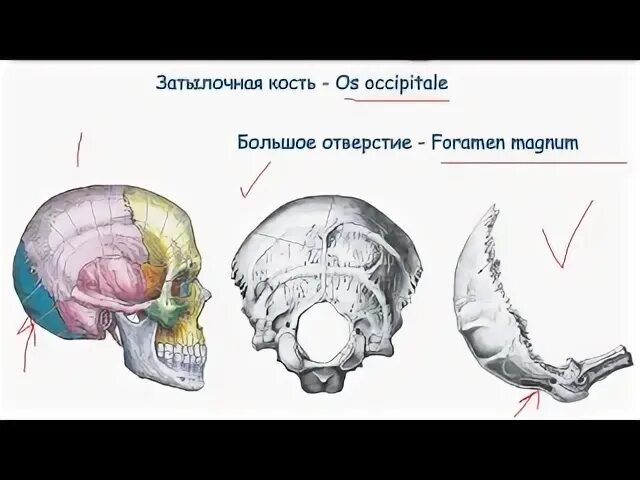 Os occipitale перевод