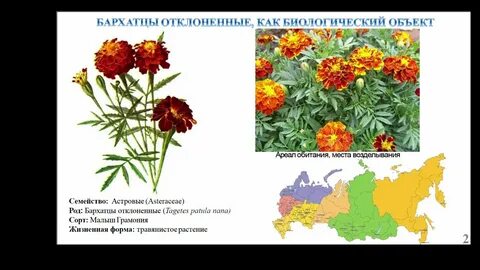 Бархатцы систематическая группа