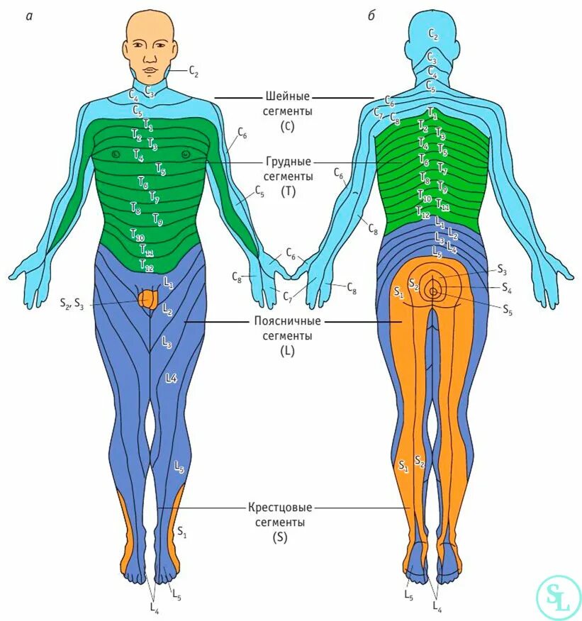 Зоны иннервации Корешков спинного мозга. Дерматомы с5. Зона иннервации l5. Дерматомы l5-s1. Запястье голень и позвоночник