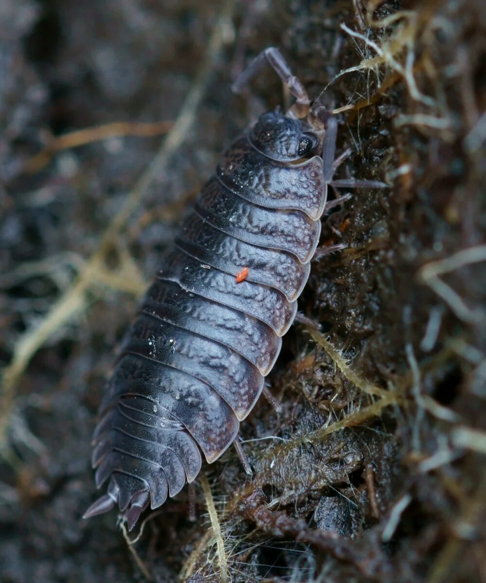 Мокрица насекомое сороконожка. Мокрица Жук. Мокрица Жук личинки. Мокрицы Porcellio scaber.