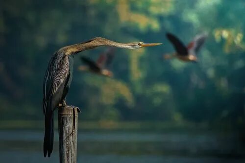 Birds brutally killed a snake with amazing attacking strategy Nature process -