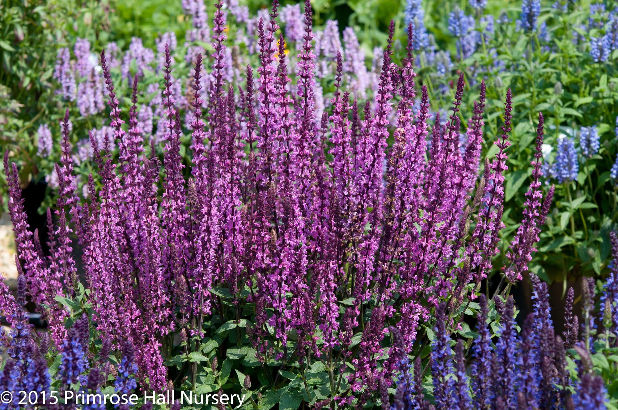 Шалфей дубравный роуз. Шалфей роуз квин. Шалфей роуз квин. Шалфей пышный роуз квин. Сальвия дубравная роуз квин.