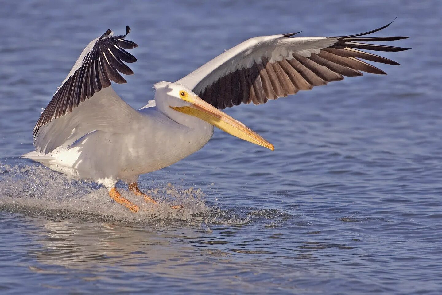 Американский белый Пеликан. Pelecanus erythrorhynchos. Пеликан и Альбатрос. Розовый Пеликан размах крыльев. Пелекан