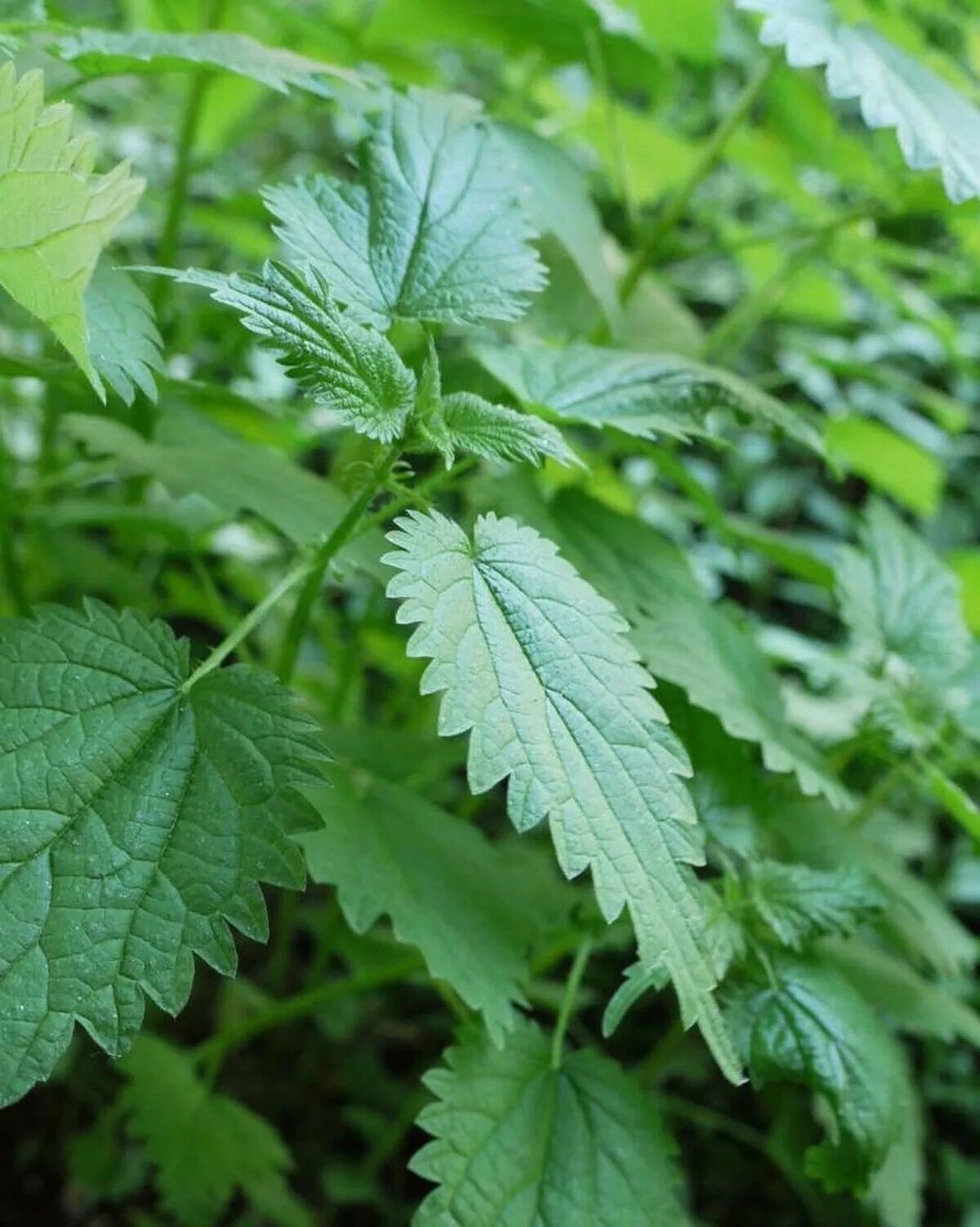 Крапива двудомная (Urtica dioica). Крапива двудомная крапива коноплевая. Крапива Киевская (Urtica Kioviensis). Крапива двудомная (Urtica dioica l.).