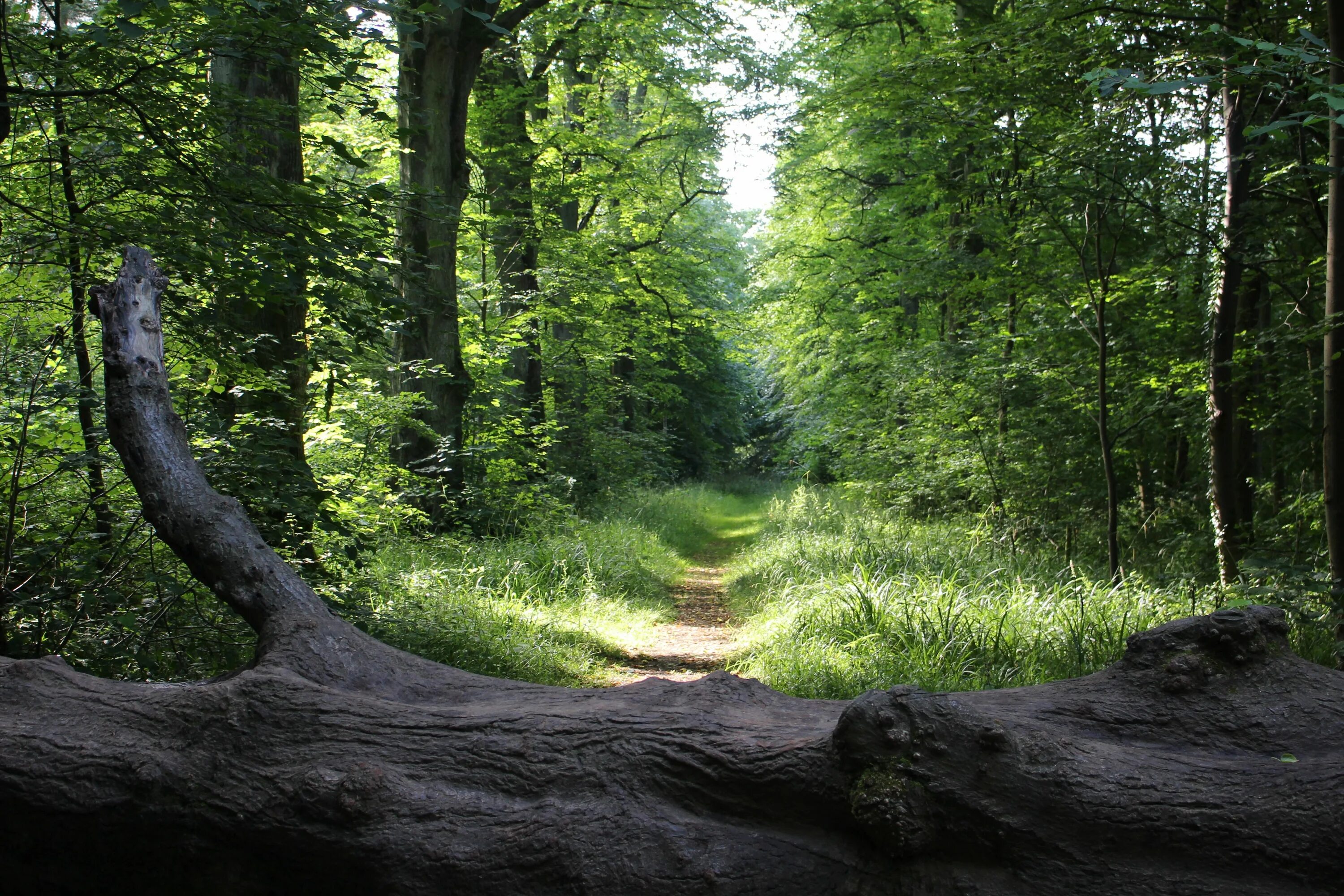 Forest grounded. Сухой лес. лес прогулка по лесу. леса на суше. grounded лес.