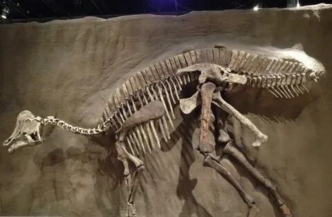 Become extinct